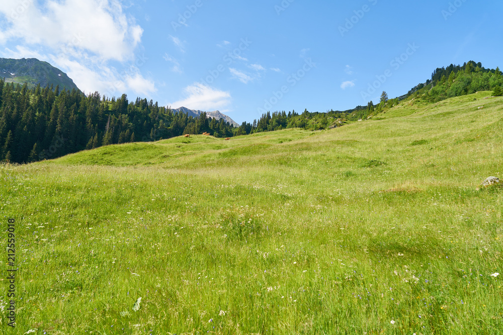 Grüne Wiese als Weide in den Alpen