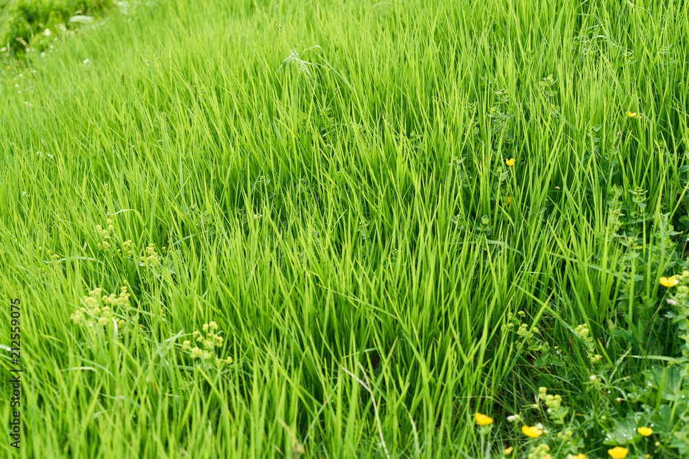 Wie Viele Grashalme Gibt Es Auf Der Welt Viele Grashalme auf Wiese als Natur Hintergrund Stock Photo | Adobe Stock