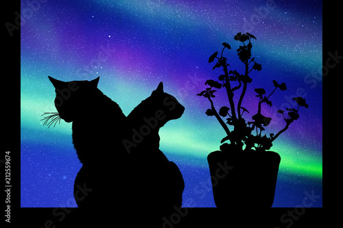 Cats near window at night. Vector illustration with silhouettes of kittens and flower in pot. Northern lights in starry sky. Colorful aurora borealis
