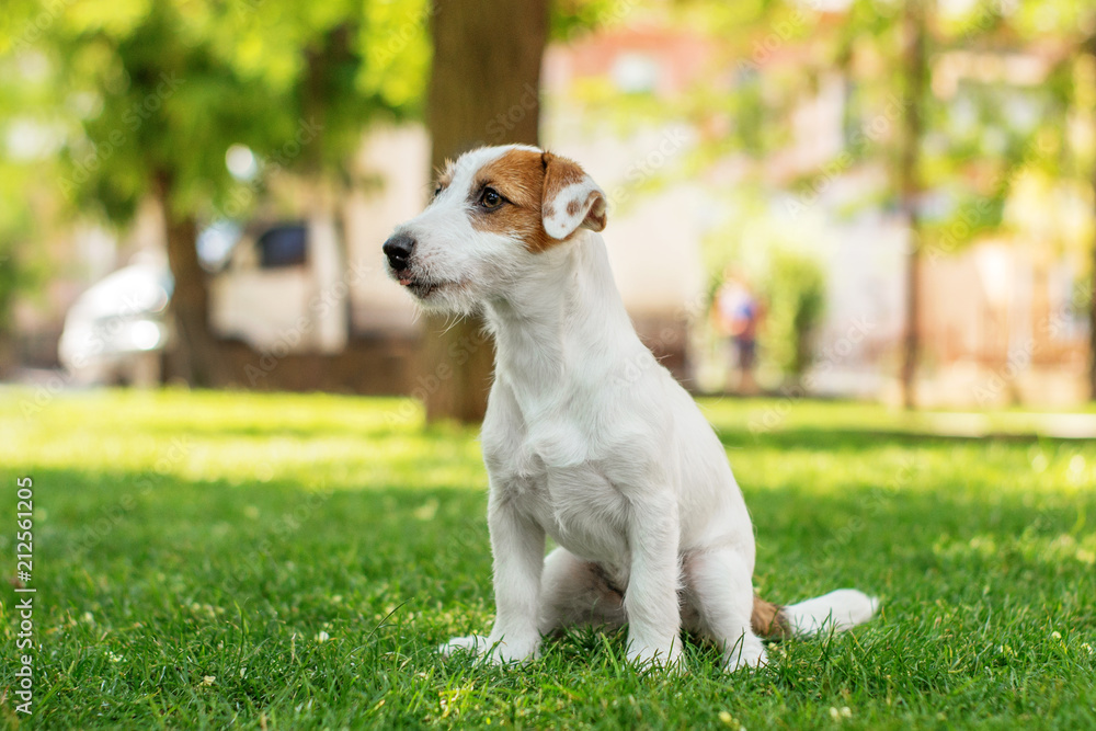 cute puppy jack russel terrier walk and play in the park