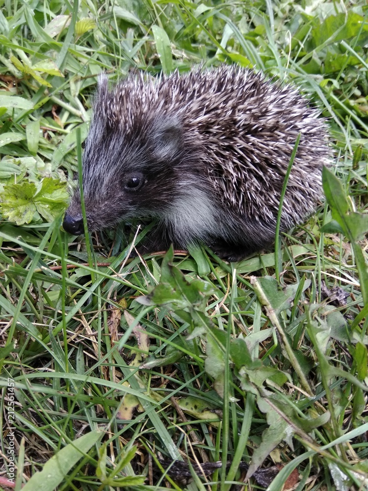 Hedgehog in the green grass. Cute animal Hedgehog in the green grass. Cute animal
