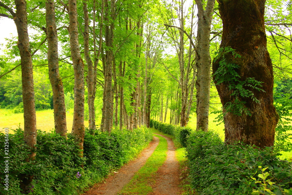 Forest path through the trees alley Forest path through the trees alley