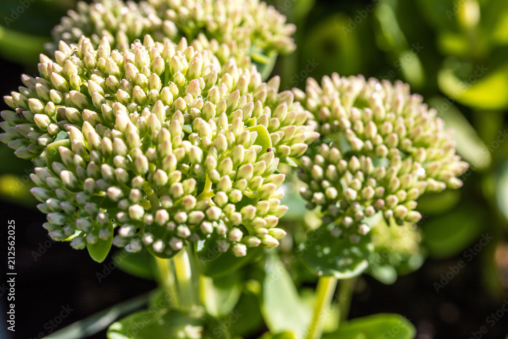 sunny Sedum green flowers, Autumn Joy from Crassulaceae flora family sunny Sedum green flowers, Autumn Joy from Crassulaceae flora family