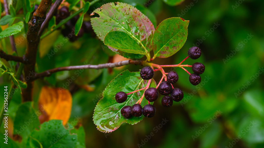 Die Berren am Strauch im Garten werden reif Die Berren am Strauch im Garten werden reif