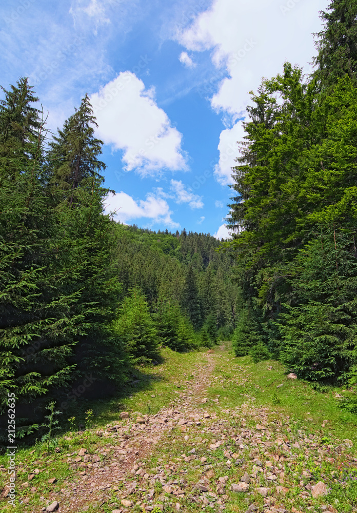 Obraz premium Narrow footpath with the rocks through the forest. Magical scenery of pine forest at summer. Zakarpatska oblast, Ukraine