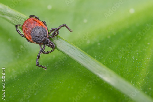 Deer tick lurking on a grass stem. Ixodes ricinus. Detail of natural green leaf in background. Dangerous parasite carrying encephalitis, Lyme borreliosis, babesiosis, ehrlichiosis. Selective focus.