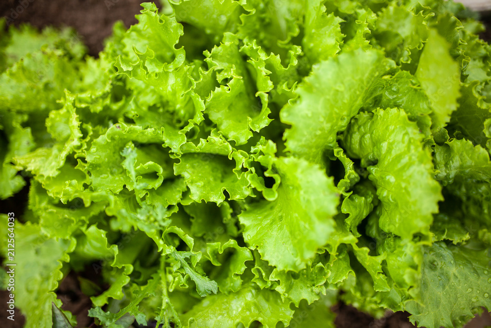 Lettuce growing in a home garden Lettuce growing in a home garden