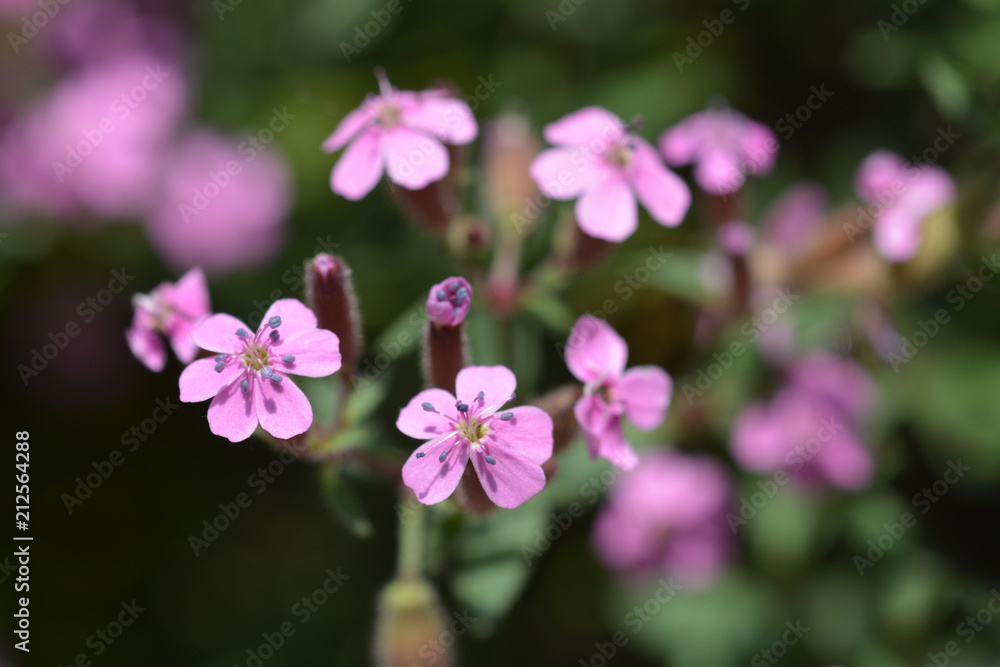 Rock soapwort