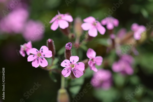Rock soapwort