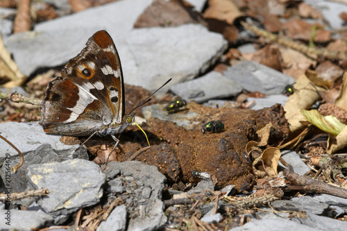 Großer Schillerfalter (Apatura iris) nimmt Mineralien an Hundekot auf photo