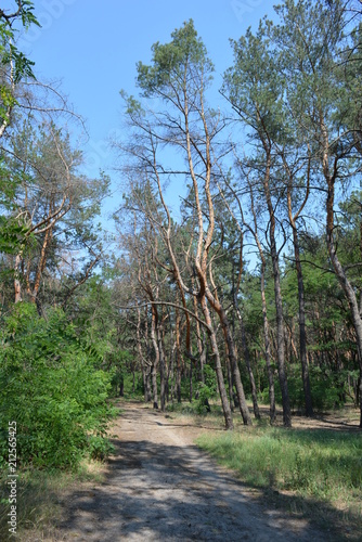 Pine forest  landscape with blue sky and sand