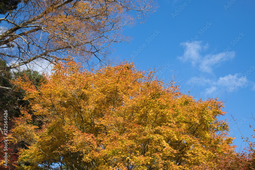 Autumn colorful maple leaves of japanese temple UNPENJI,kagawa,tokushima,shikoku,japan Autumn colorful maple leaves of japanese temple UNPENJI,kagawa,tokushima,shikoku,japan