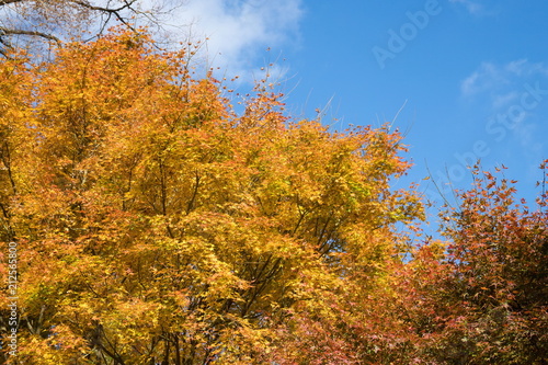 Autumn colorful maple leaves of japanese temple UNPENJI,kagawa,tokushima,shikoku,japan