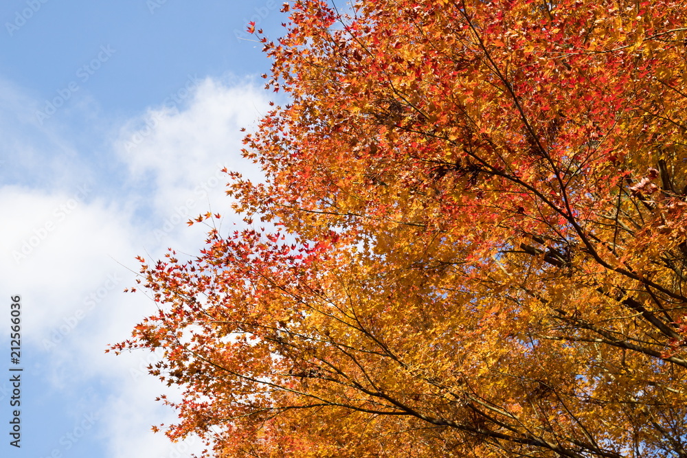 Autumn colorful maple leaves of japanese temple UNPENJI,kagawa,tokushima,shikoku,japan