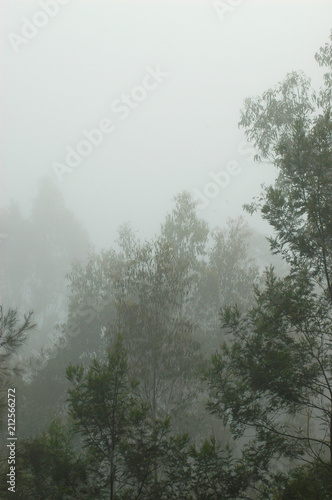 Eucalyptus trees covered in a morning mist. The green of their leaves is just beginning to emerge from the mist.
