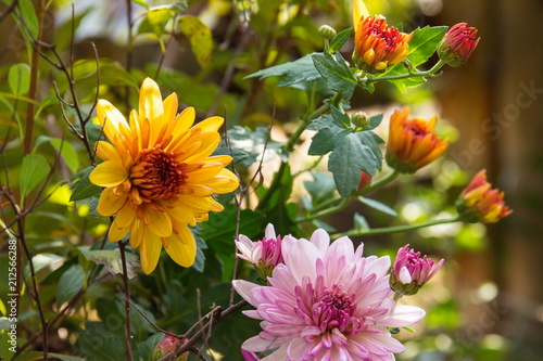 Yellow and pink chrysanthemum flowers at morning in my garden