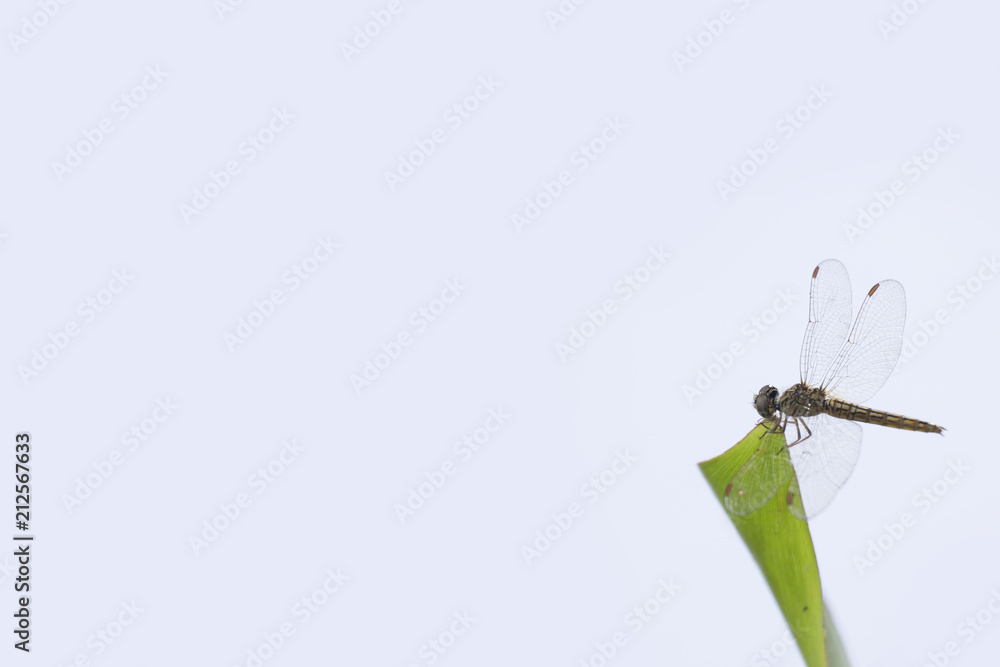 Closeup Dragonfly on White Background. Closeup Dragonfly on White Background.