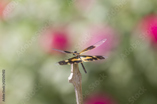 Closeup Dragonfly on Abstract Blurred Nature Background.