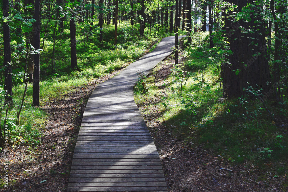 Wooden pathway through pine forest in sunny summer day. Summer nature travel and journey concept. Wooden pathway through pine forest in sunny summer day. Summer nature travel and journey concept.