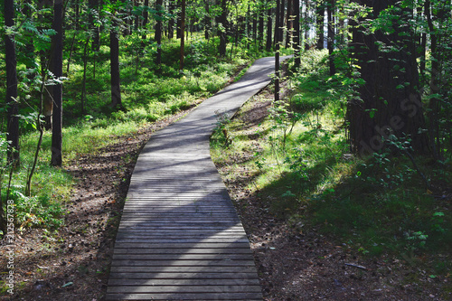 Wooden pathway through pine forest in sunny summer day. Summer nature travel and journey concept.