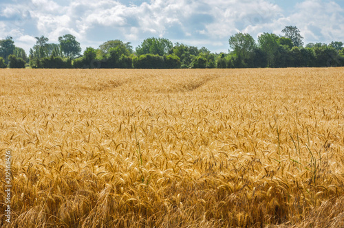 Field of wheat, grain, France photo