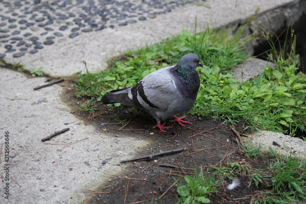 Obraz premium 鳥, ハト, 自然, 動物, 野生生物, ダイビング, 鳥, ウィルト, 羽, くちばし, 灰色, 羽, 黒, 白, クロウタドリ, 草, スズメ, 動物, 灰色, 羽, 岩, セキレイ, 公園, シティ, 鳥の
