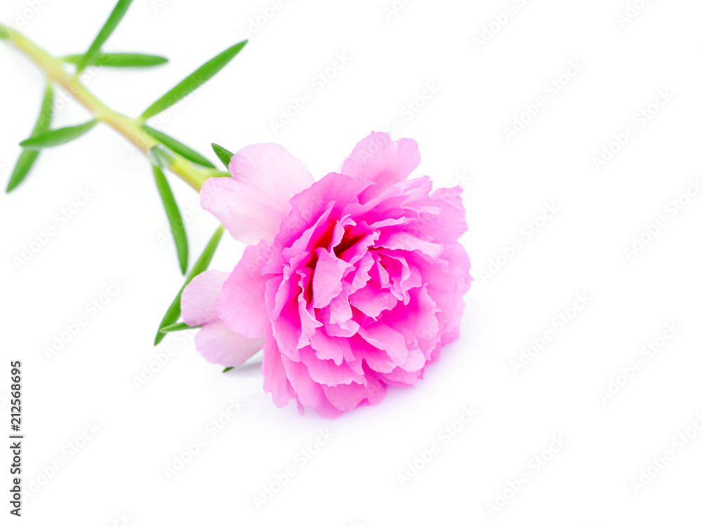 Close up Portulaca flower Close up Portulaca flower