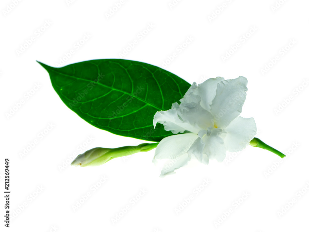 Obraz premium Gardenia Rose flower