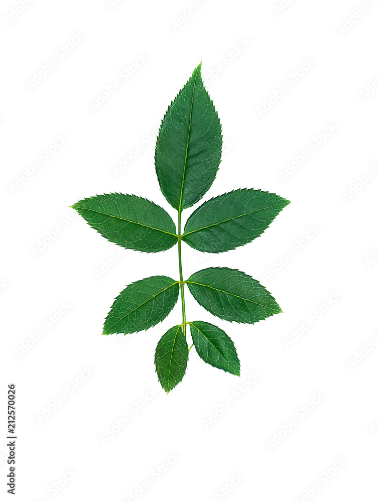 Close up green leaf of rose tree. Close up green leaf of rose tree.