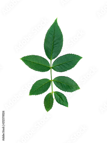 Close up green leaf of rose tree.