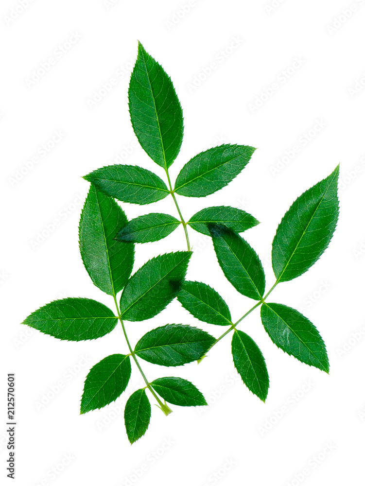 Close up green leaf of rose tree. Close up green leaf of rose tree.