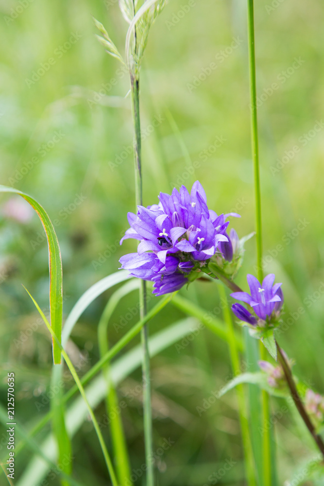 Naklejka premium purple field flower with insect in the middle of grass