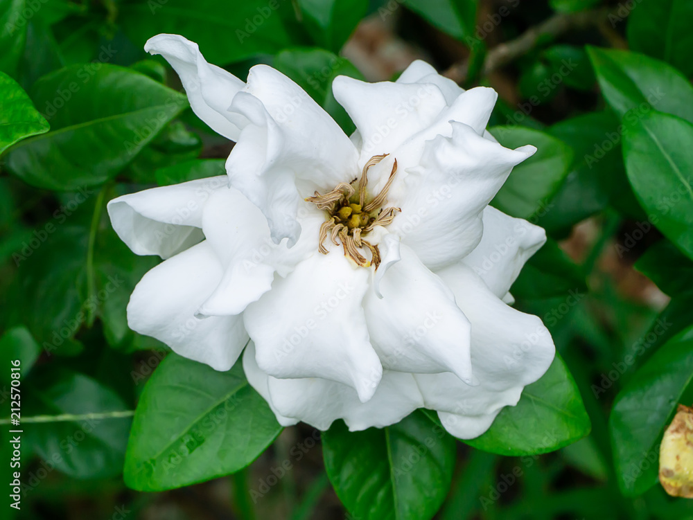 The white of Gardenia jasminoides. The white of Gardenia jasminoides.