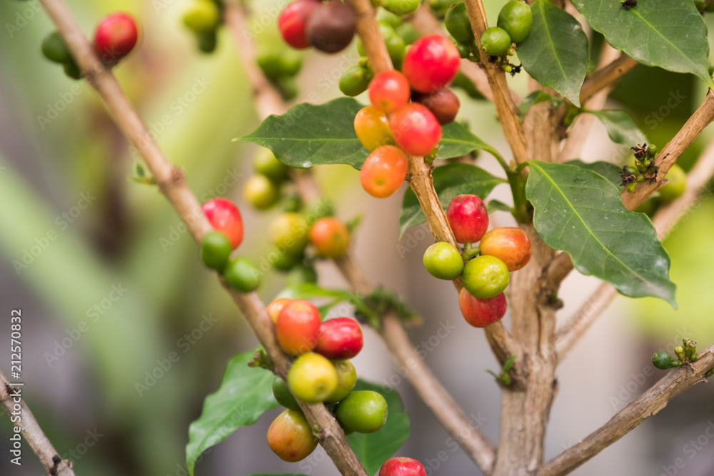 Coffee beans on the tree Coffee beans on the tree