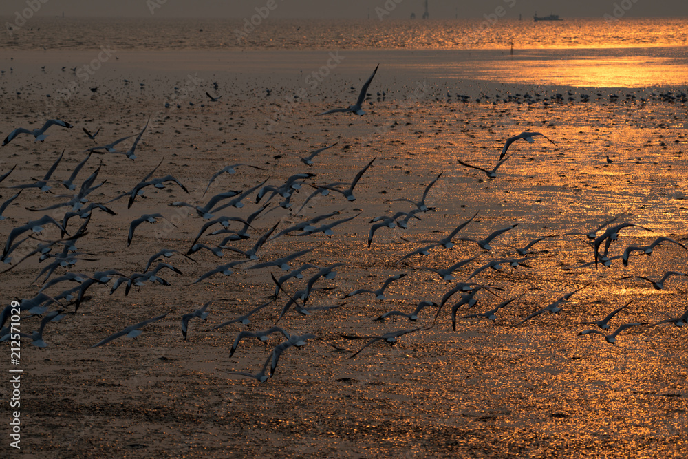 Fototapeta premium flying seagull with sunset sky backgrounds