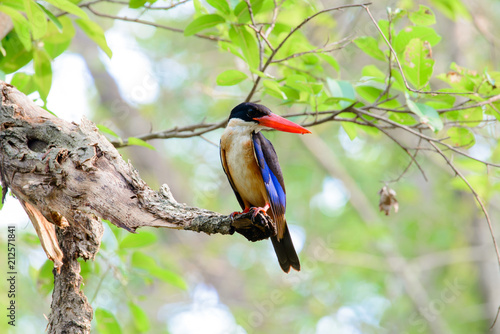 Fotografia, Obraz black-capped kingfisher is a tree kingfisher which is widely distributed in trop