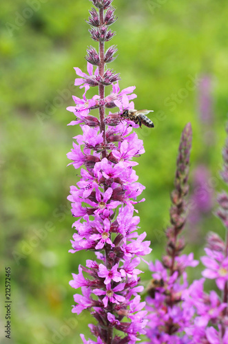 honey bee  Apis mellifera  feeding itself on blooming purple loosestrife