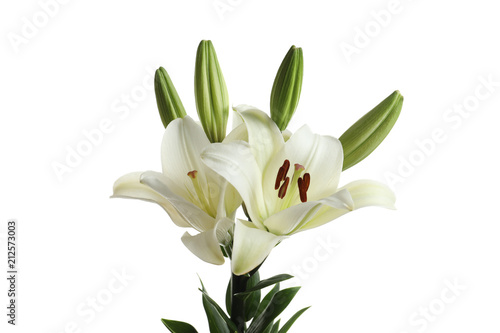 Fototapeta Naklejka Na Ścianę i Meble -  Beautiful blooming lily flowers on white background