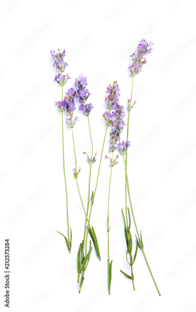 Fototapeta Beautiful blooming lavender flowers on white background