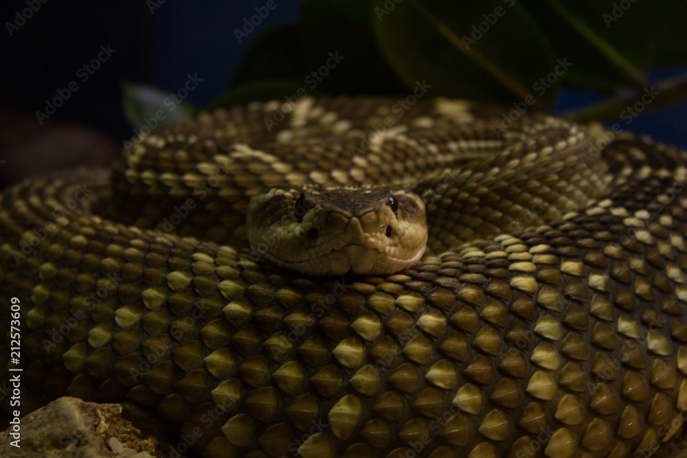 Obraz premium Rattle snake close-up