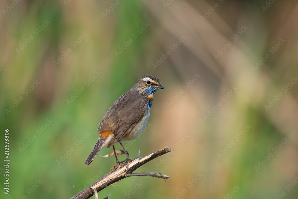 Male Bluethroats from Alaska, Bluethroat is one of the handful of birds that breed in North America and winter in Asia. Male Bluethroats from Alaska, Bluethroat is one of the handful of birds that breed in North America and winter in Asia.