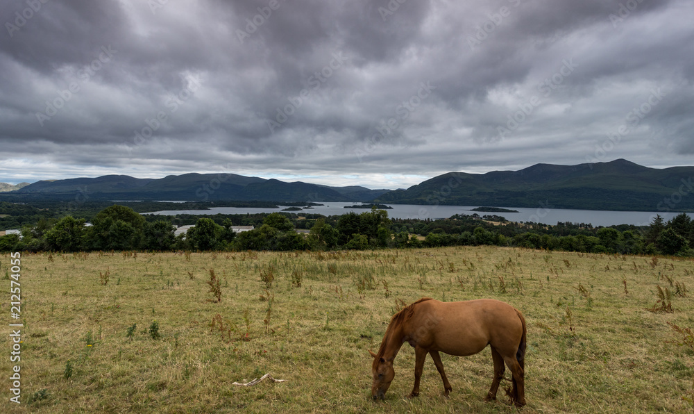 Horse grazing in field overlooking the lakes and mountains of Killarney national park Horse grazing in field overlooking the lakes and mountains of Killarney national park