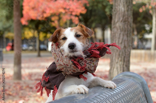 BEAUTIFUL AND FASHION JACK RUSSELL DOG PORTRAIT. WEARING A SCARF ON AUTUMN. DEFOCUSED BACKGROUND photo