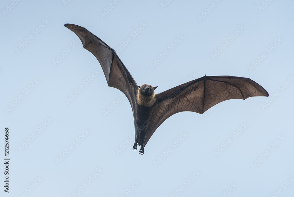 Fototapeta premium Bat flying (Lyle's flying fox)