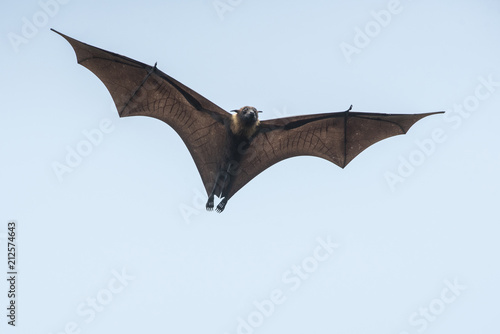 Bat flying (Lyle's flying fox)