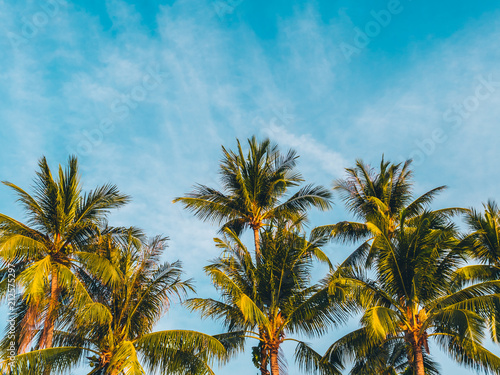 Beautiful tropical coconut palm tree on blue sky