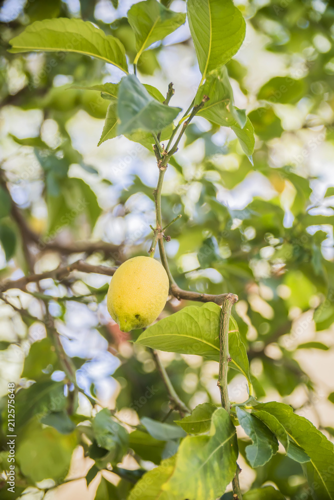 the fruit of the lemon on the lemon tree