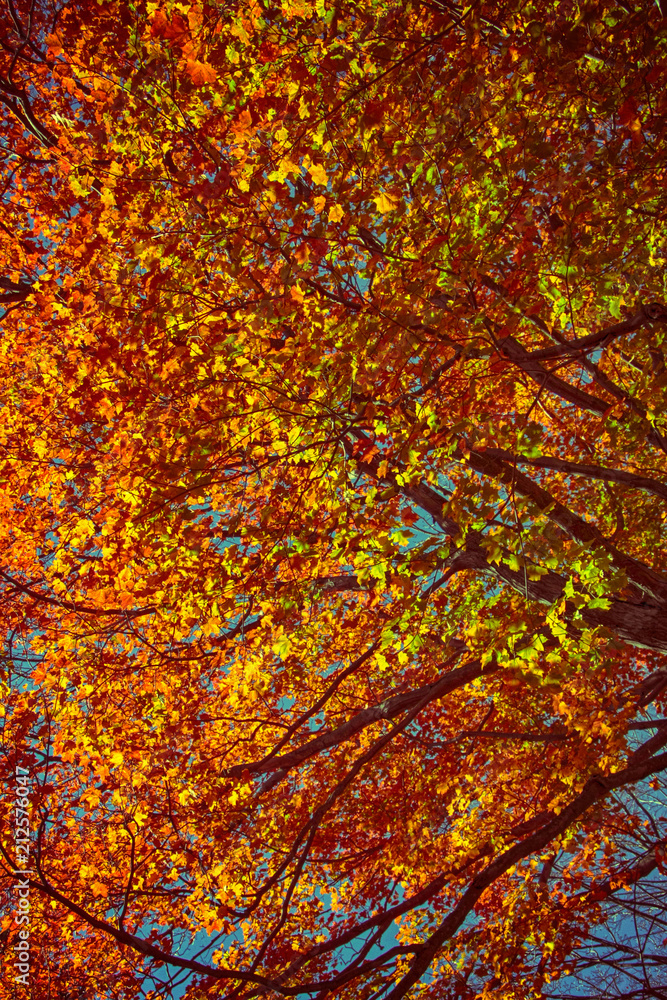 Autumn Trees Autumn Trees