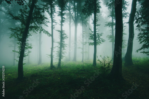 Fototapeta Naklejka Na Ścianę i Meble -  green natural woods with trees in fog, nature landscape