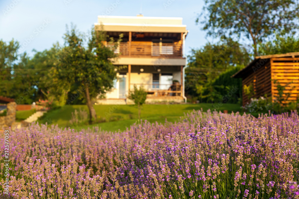 Purple landscape with lavender flowers on a farm, small field with lavender Purple landscape with lavender flowers on a farm, small field with lavender